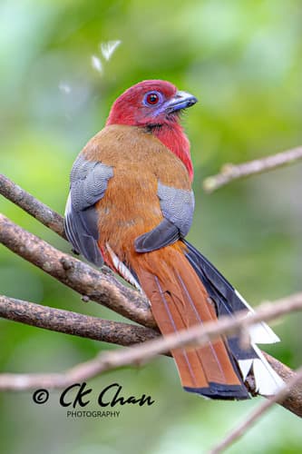 Red-headed Trogon