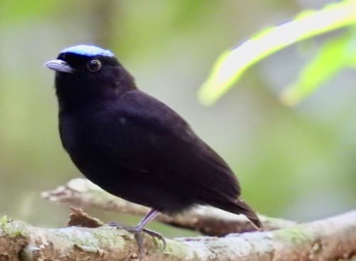 Velvety Manakin