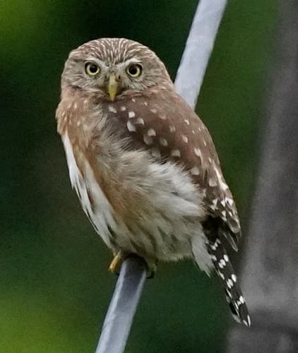 Peruvian Pygmy-Owl