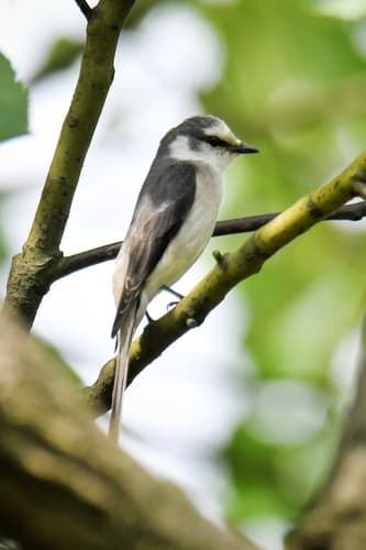 Brown-rumped Minivet