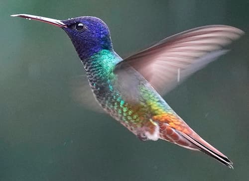 Golden-tailed Sapphire