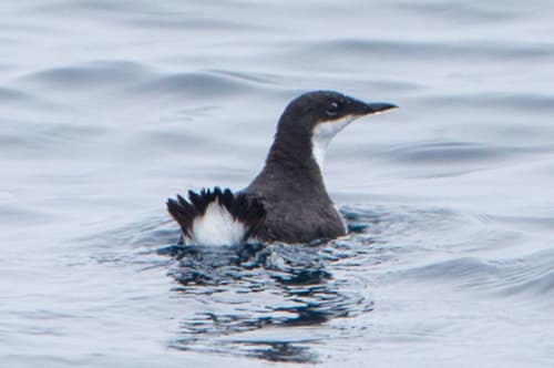 Craveri's Murrelet