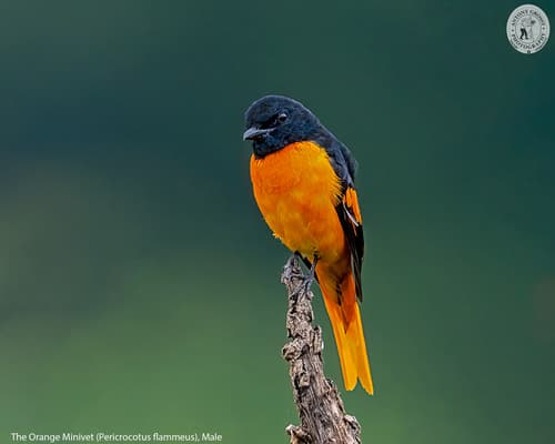 Orange Minivet