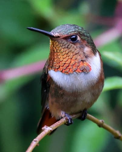 Scintillant Hummingbird