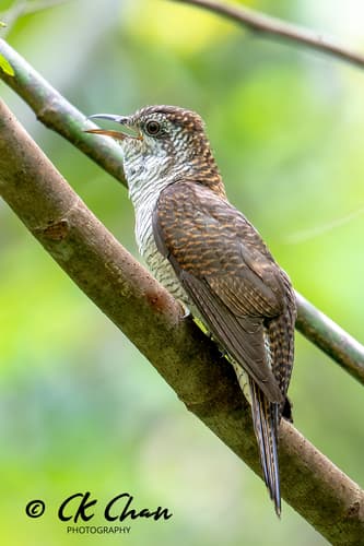 Banded Bay Cuckoo