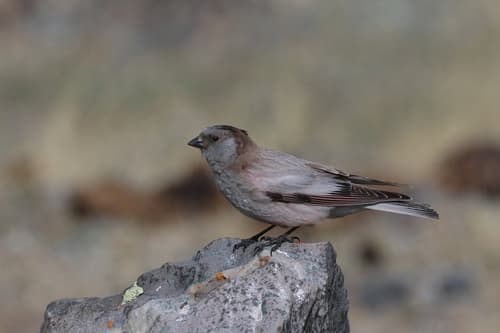 Black-headed Mountain-Finch