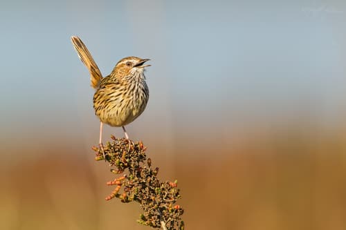 Striated Fieldwren