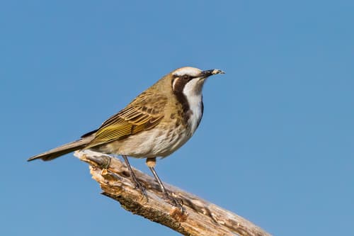 Tawny-crowned Honeyeater