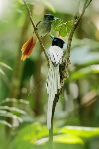 Blyth's Paradise-Flycatcher