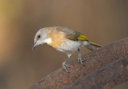 Rufous-banded Honeyeater