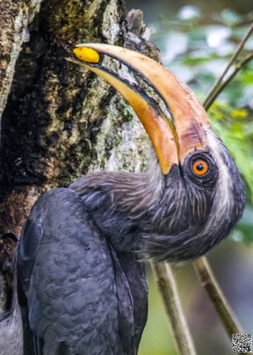 Malabar Grey Hornbill