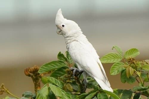 Tanimbar Corella