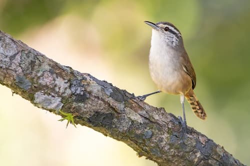 Cabanis's Wren