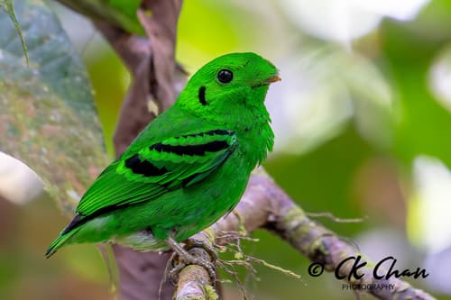 Green Broadbill
