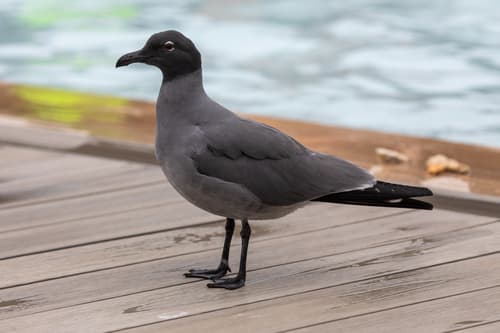 Lava Gull