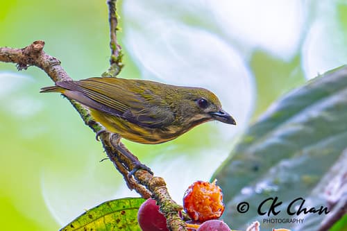 Yellow-breasted Flowerpecker