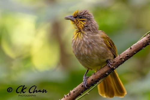 Stripe-throated Bulbul