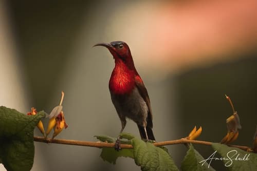 Vigors's Sunbird