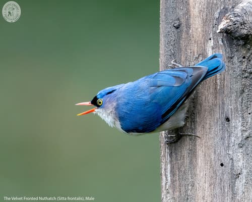 Velvet-fronted Nuthatch