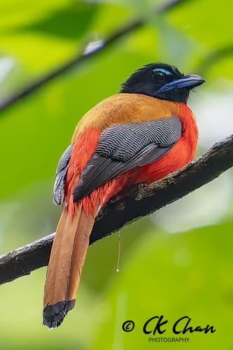 Scarlet-rumped Trogon