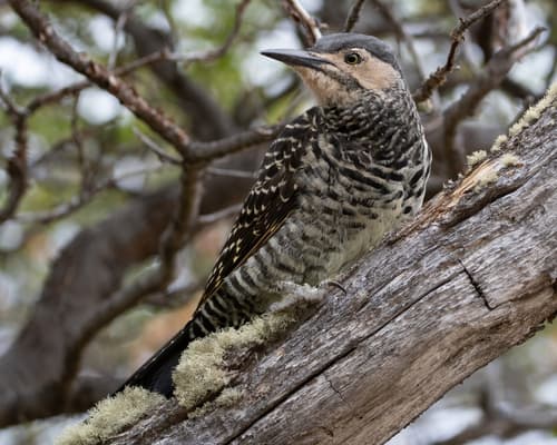 Chilean Flicker