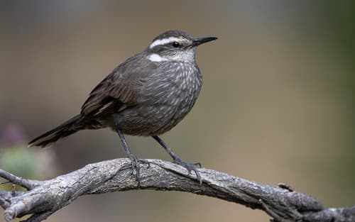 Dark-bellied Cinclodes