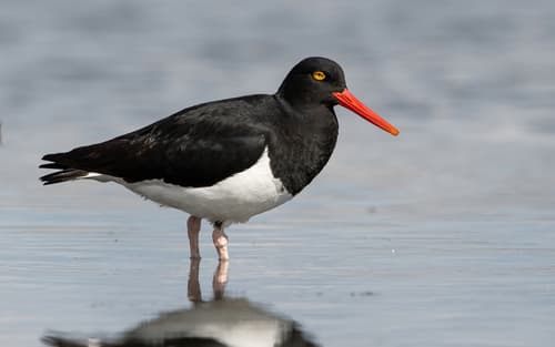 Magellanic Oystercatcher