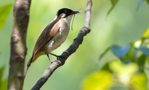 Brown-breasted Bulbul