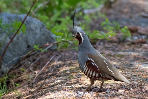 Mountain Quail