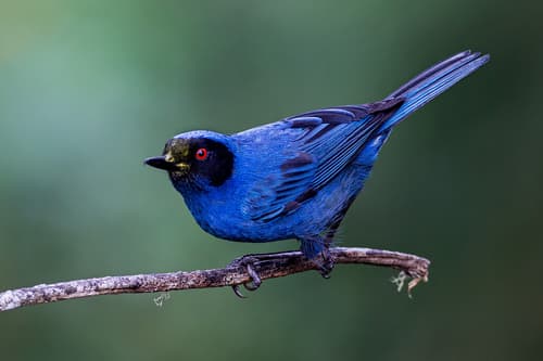 Masked Flowerpiercer