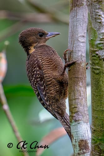Buff-necked Woodpecker
