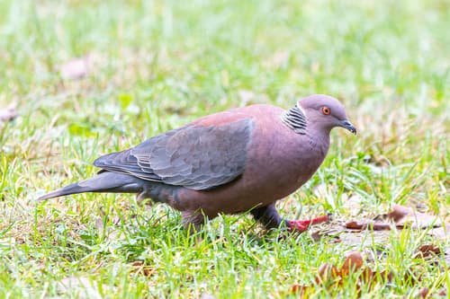 Chilean Pigeon