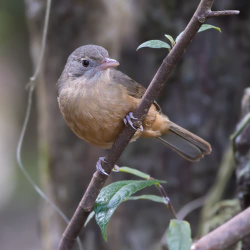 Little Shrikethrush