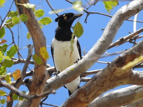 White-naped Jay
