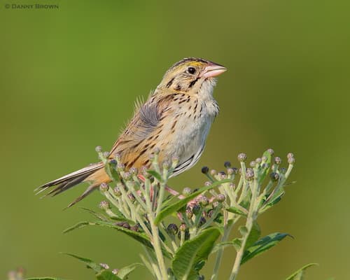 Henslow's Sparrow
