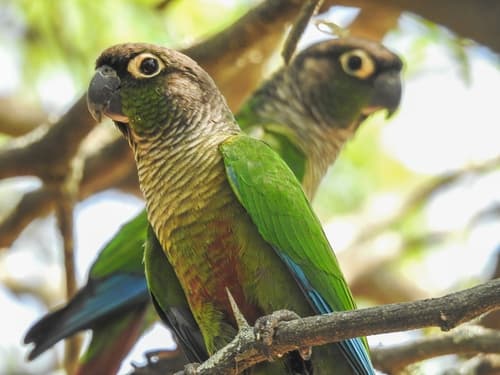 Green-cheeked Parakeet