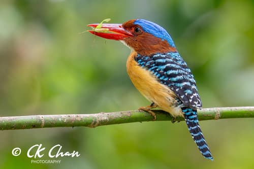 Banded Kingfisher