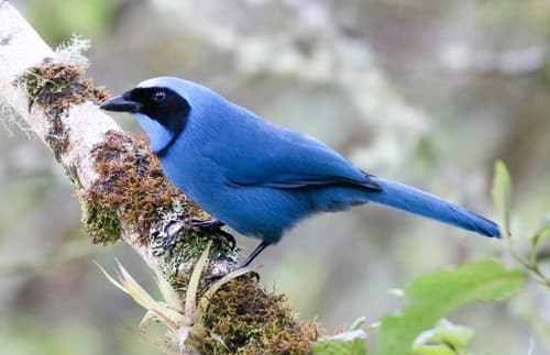Turquoise Jay