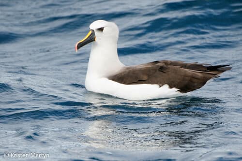 Atlantic Yellow-nosed Albatross