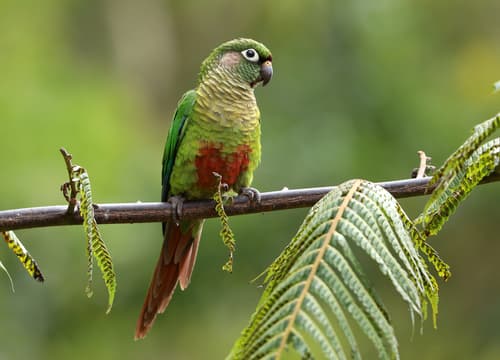 Maroon-bellied Parakeet