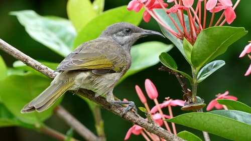Grey-eared Honeyeater