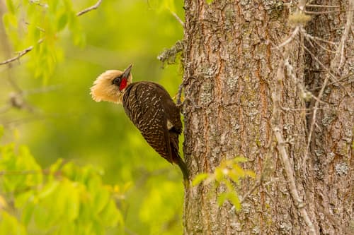 Pale-crested Woodpecker