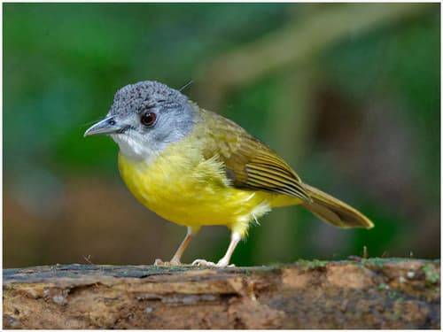 Yellow-bellied Bulbul