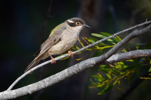 Brown-headed Honeyeater