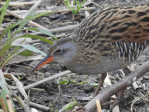 Brown-cheeked Rail