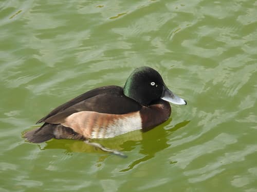 Baer's Pochard