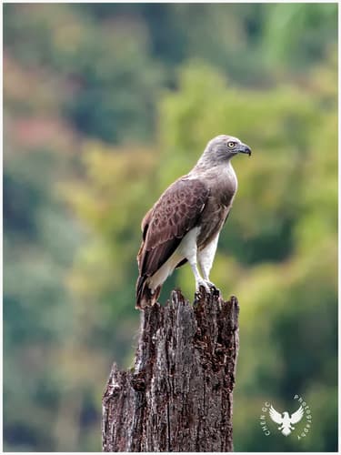 Lesser Fish-Eagle