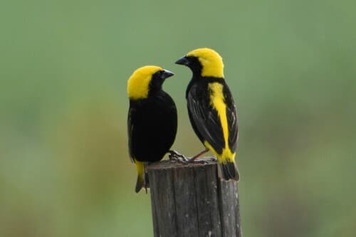 Yellow-crowned Bishop