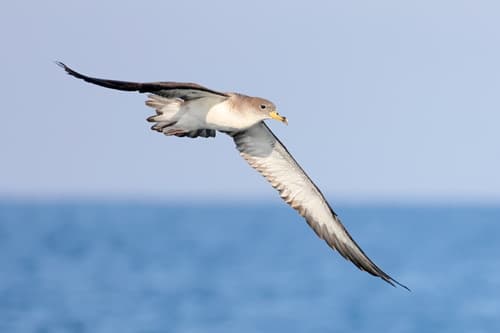 Scopoli's Shearwater