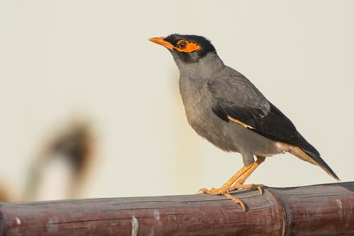 Bank Myna